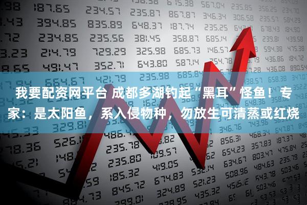 我要配资网平台 成都多湖钓起“黑耳”怪鱼!专家:是太阳鱼,系入侵物种,勿放生可清蒸或红烧